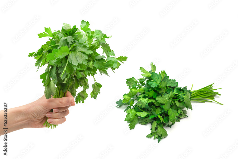 A bunch of parsley in woman hand isolated on white background. A bunch of parsley in woman hand isolated on white background.