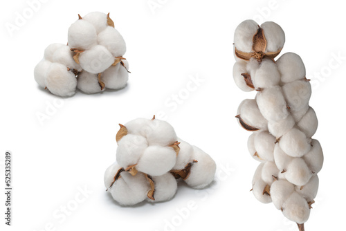 Cotton flower branch isolated on white background. photo