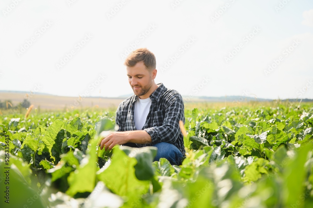 Farmer checking crop in a sugar beet field. Agricultural concept Farmer checking crop in a sugar beet field. Agricultural concept