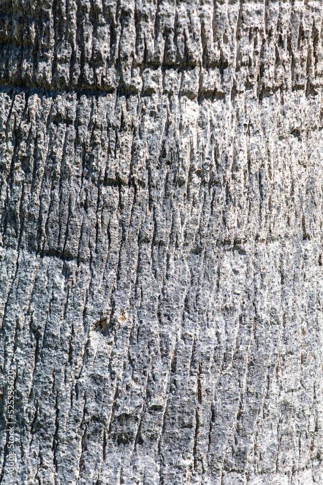 The bark on a palm tree as an abstract background. The bark on a palm tree as an abstract background.