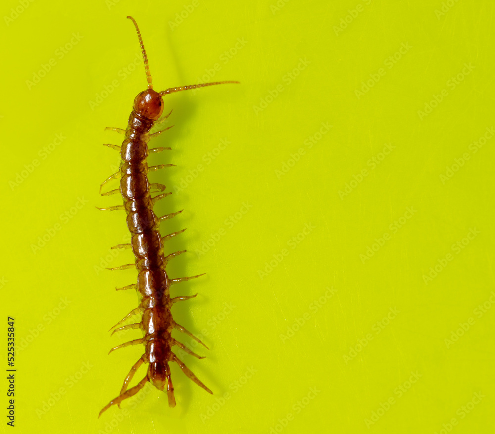 Fototapeta premium Centipede isolated on yellow background.