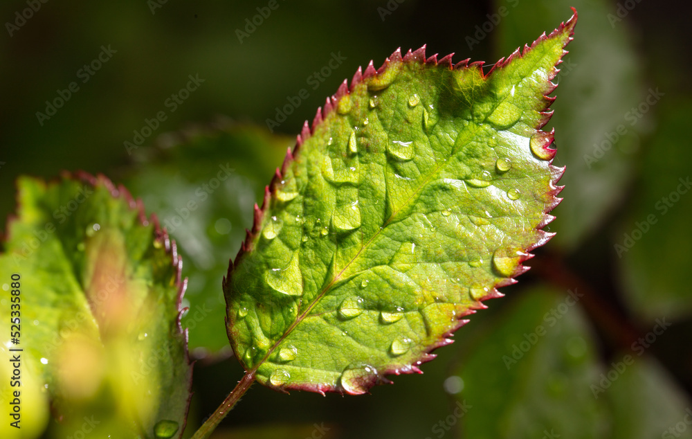 Fototapeta premium Water drops on a green leaf in nature.