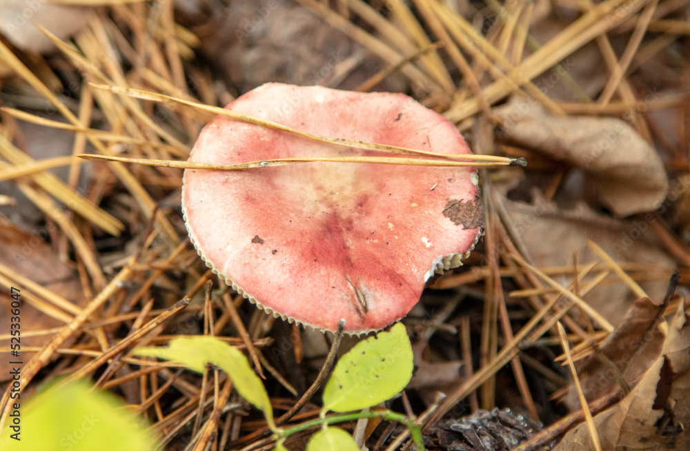 Mushrooms on the ground in the forest in autumn. Mushrooms on the ground in the forest in autumn.