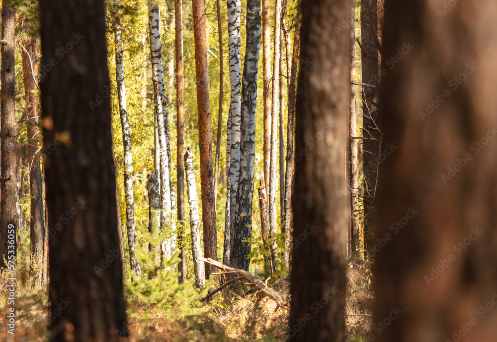 Obraz premium Trees in the forest in autumn.
