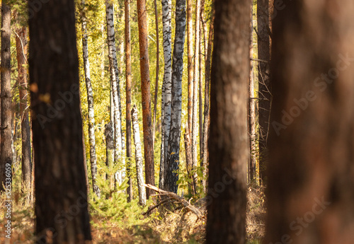 Fototapeta Naklejka Na Ścianę i Meble -  Trees in the forest in autumn.