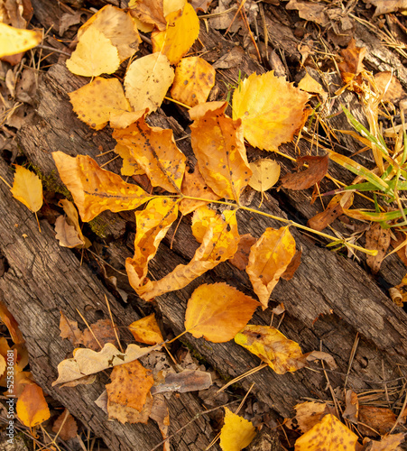 Yellow autumn leaves lie on the ground in autumn.