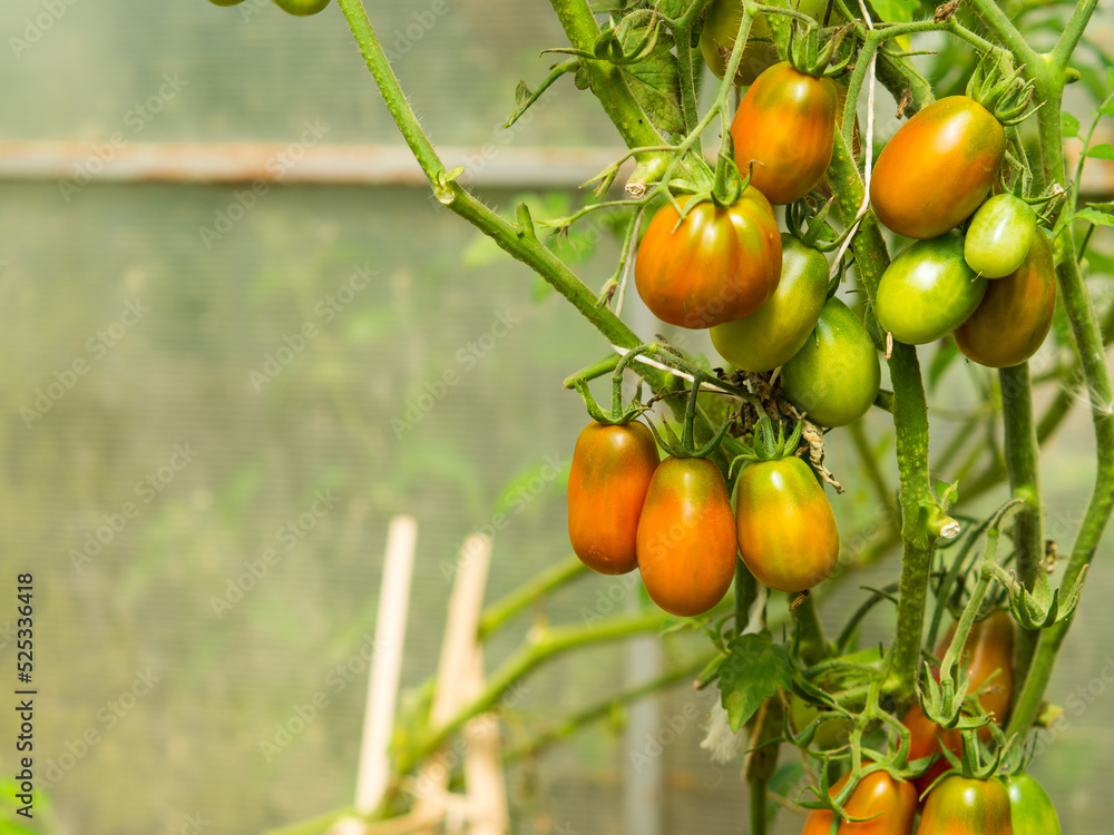 ripe tomatoes on a branch. Growth ripe tomato, Tomatoes bunch in greenhouse