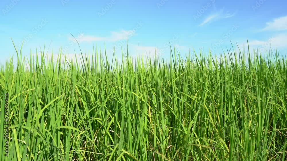 Scenic view landscape of Ears Of green Rice In The Field grass with field cornfield or in Asia country agriculture harvest with abstract with white clouds bright blue sky background. Scenic view landscape of Ears Of green Rice In The Field grass with field cornfield or in Asia country agriculture harvest with abstract with white clouds bright blue sky background.