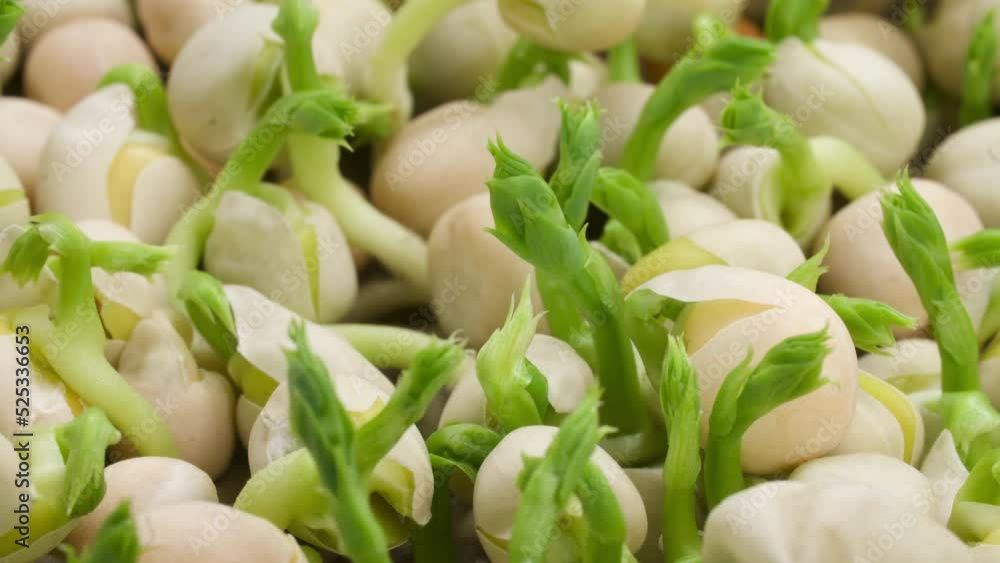 Growing pea seed time lapse. Sprouts germinate from seeds. Growing micro green plants in timelapse. Growing pea seed time lapse. Sprouts germinate from seeds. Growing micro green plants in timelapse.