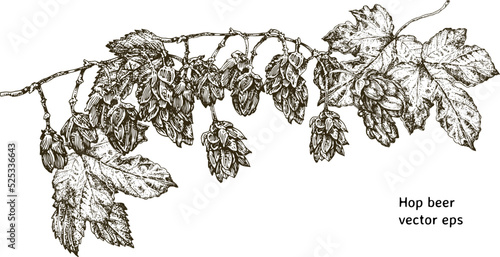 Branch and leaves of hops. Freehand drawing.