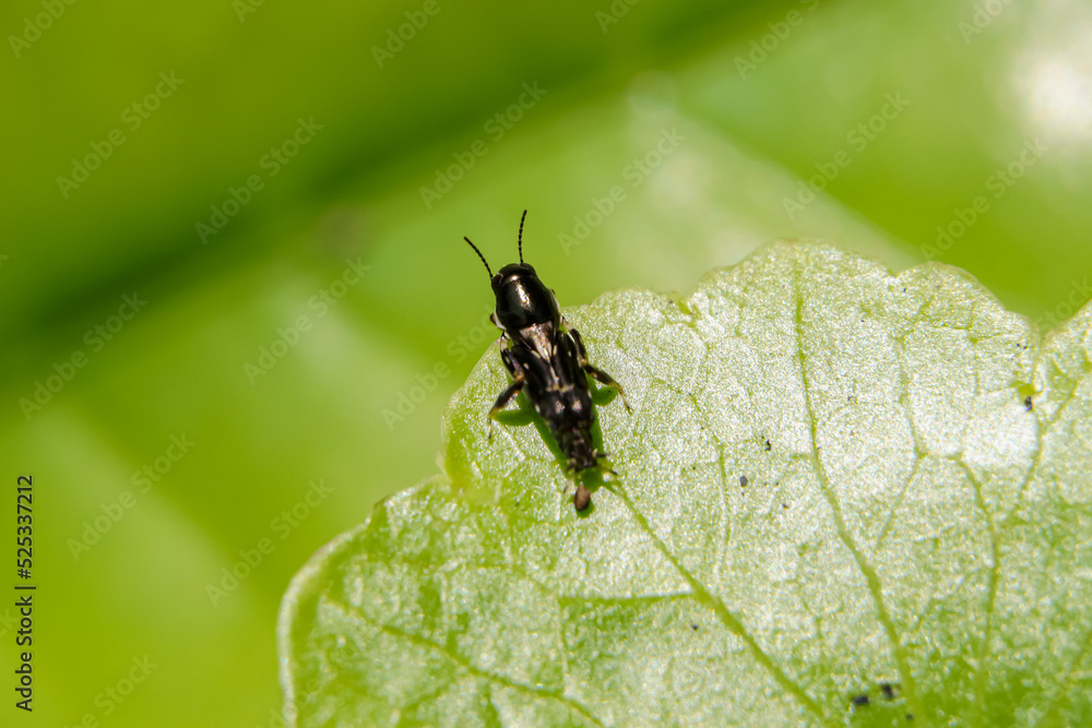 A small cricket basks in the morning sun on the leaves. A small cricket basks in the morning sun on the leaves.