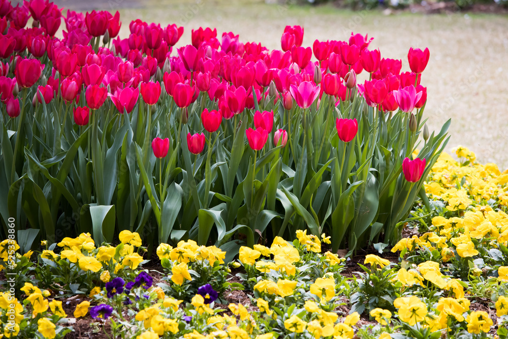 Obraz premium Red Tulip in a garden