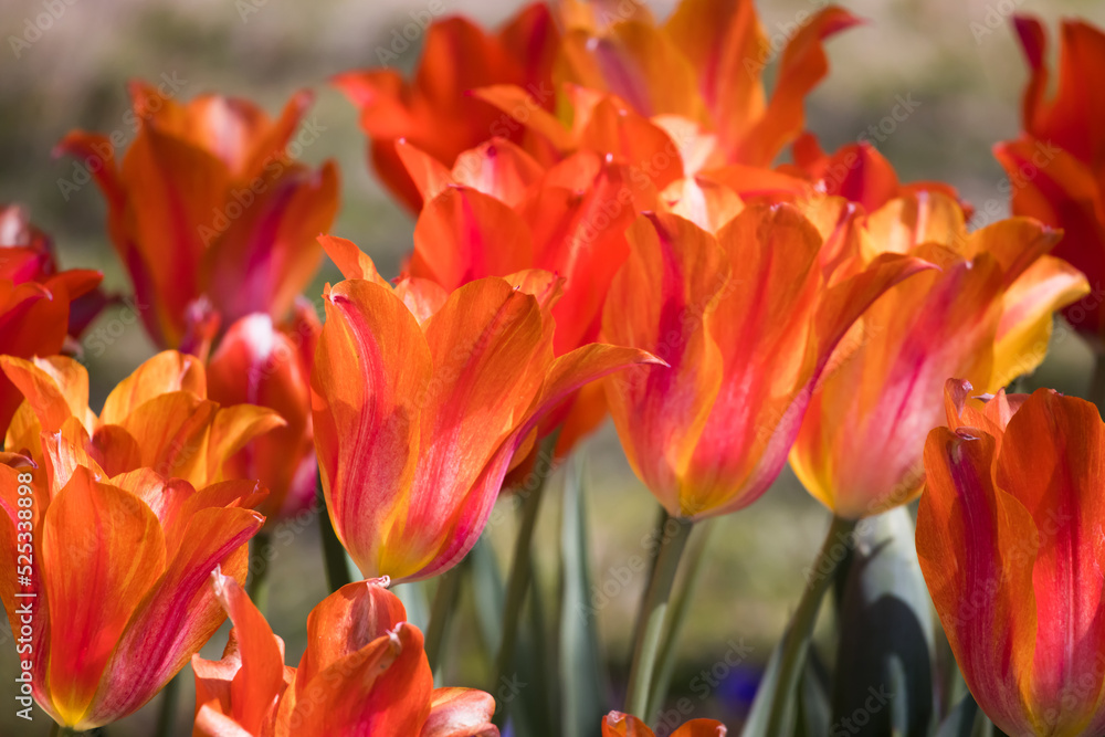 Orange Tulip in a garden