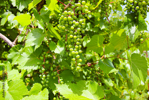 Green grapes. Large bunches of green grapes and leaves in the bright sun. Beautiful wallpaper. Healthy food. Natural berries and fruits. Product for making wine. Close-up