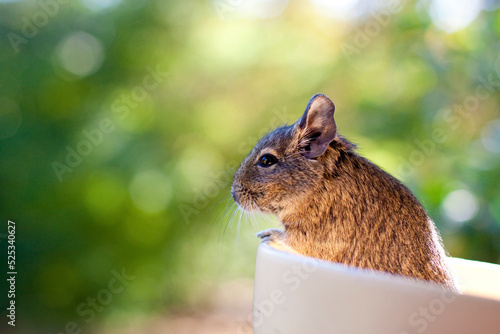 degu looking out of bowl in front of green background photo