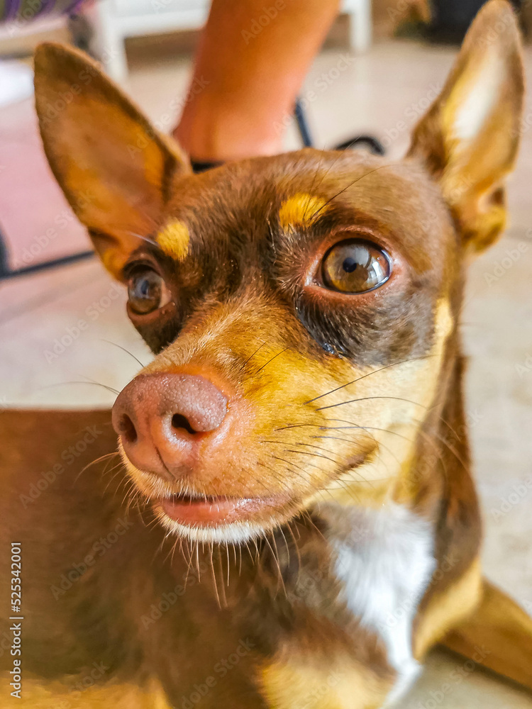 Russian toy terrier dog portrait looking lovely and cute Mexico. Russian toy terrier dog portrait looking lovely and cute Mexico.