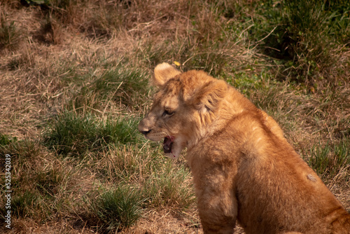 A young lion cub licks its lips after its meal