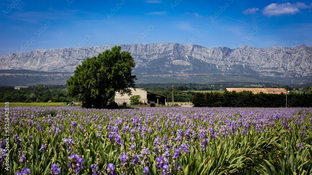 Fototapeta premium Trets , France - Champ d'Iris 3