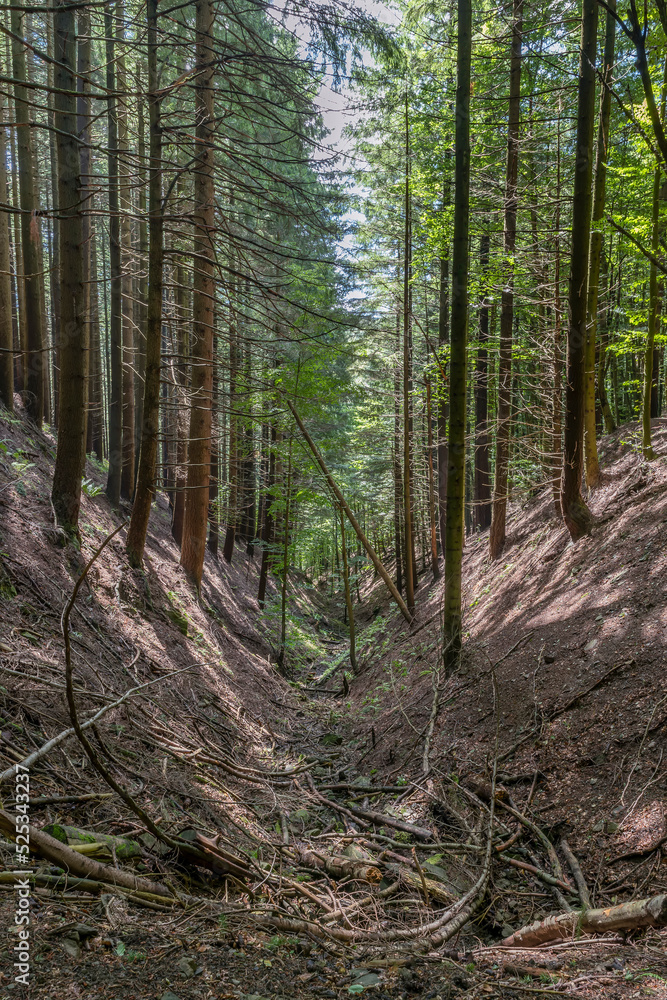 The bed of a stream is completely dry and covered with dry branches, Acquerino Cantagallo nature reserve, Italy The bed of a stream is completely dry and covered with dry branches, Acquerino Cantagallo nature reserve, Italy