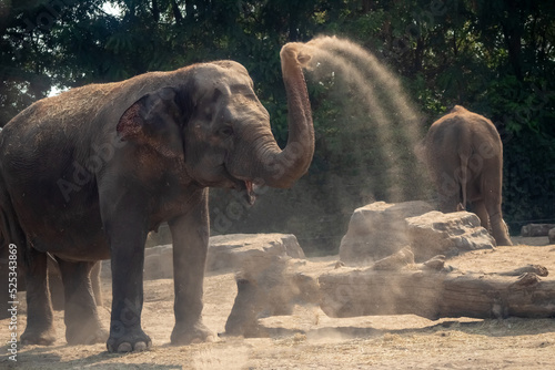 In a group of elephants one of the adults uses his trunk to spray himself with dust