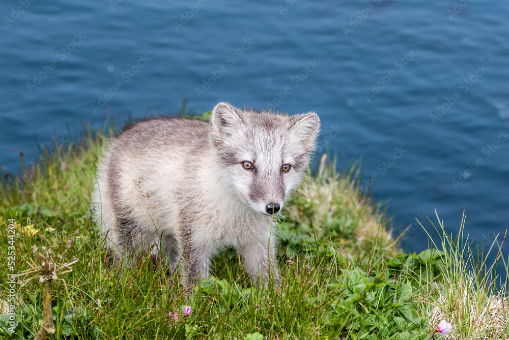 Puppy of Arctic Fox (Alopex lagopus) at St. George Island, Pribilof Islands, Alaska, USA Puppy of Arctic Fox (Alopex lagopus) at St. George Island, Pribilof Islands, Alaska, USA