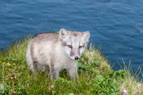 Puppy of Arctic Fox (Alopex lagopus) at St. George Island, Pribilof Islands, Alaska, USA