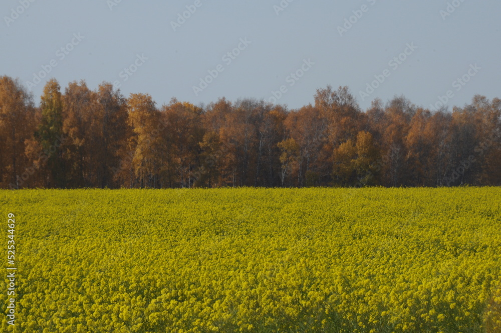 Rapeseed field and autumn forest in background, Novosibirsk region, Russia