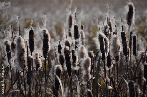 Cattail with fluff - tall, reed like marsh plant with a dark brown, velvety cylindrical head of numerous tiny flowers