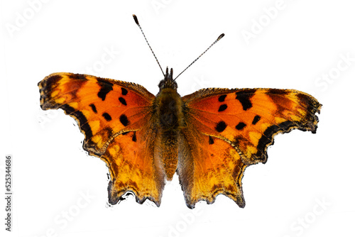 Satyr Comma (Polygonia satyrus) Butterfly on White Background