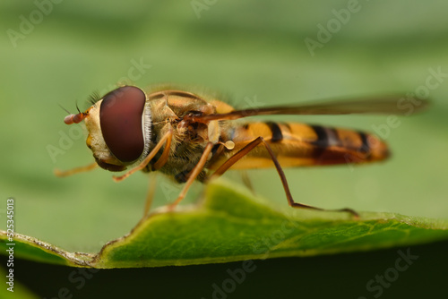 close up of fly © ukasz