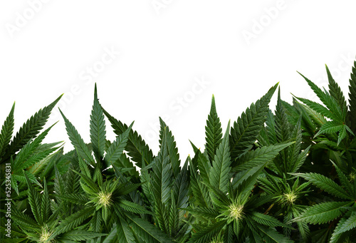 marijuana plants isolated on transparent photo