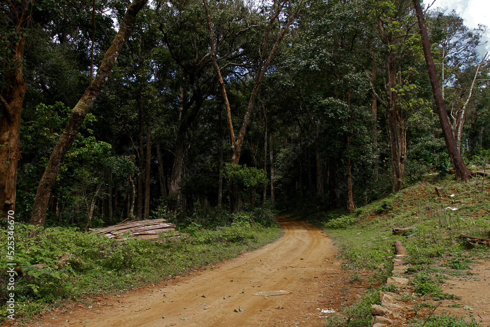 Fototapeta premium path in the forest