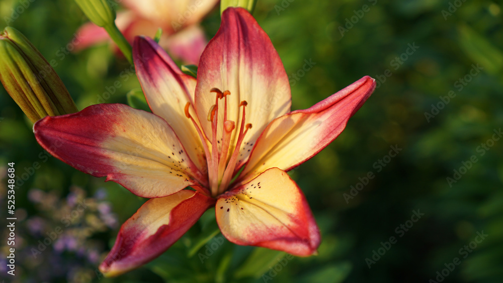 Commander-in-Chief Asiatic Upfacing Lily in bloom in a summer garden.