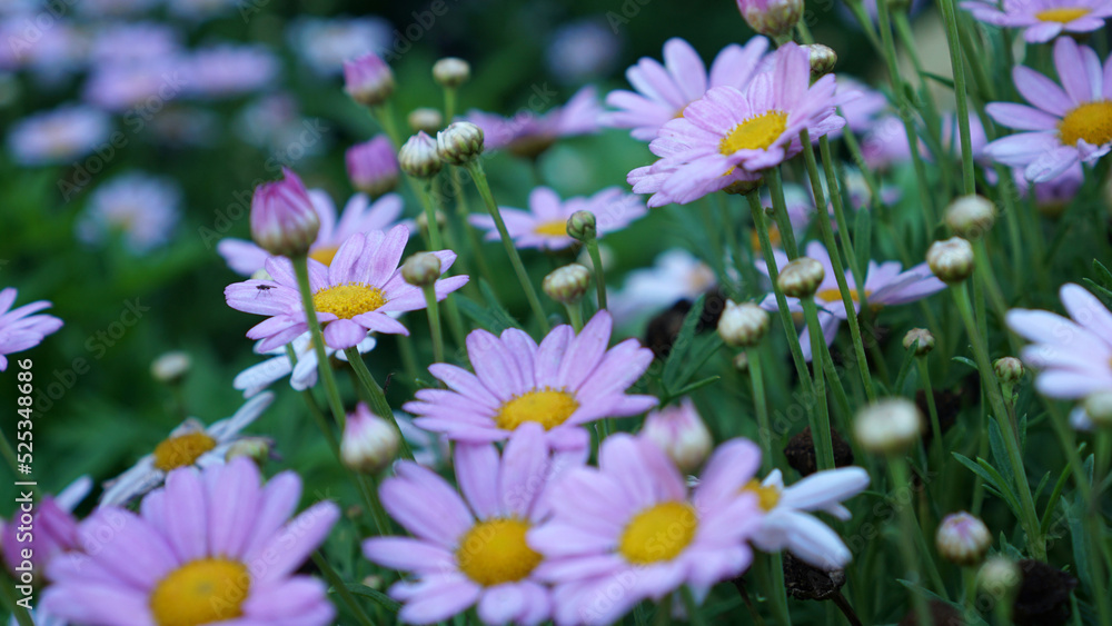 Summit Pink Marguerite daisies in bloom in a summer garden. Summit Pink Marguerite daisies in bloom in a summer garden.