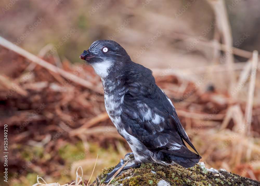 Fototapeta premium Least Auklet (Aethia pusilla) at colony in St. George Island, Pribilof Islands, Alaska, USA