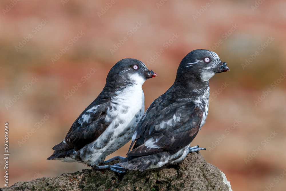 Obraz premium Least Auklets (Aethia pusilla) at colony in St. George Island, Pribilof Islands, Alaska, USA