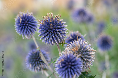 Blue Globe-Thistle in a flower bed in a city park in Norrk  ping during summer in Sweden