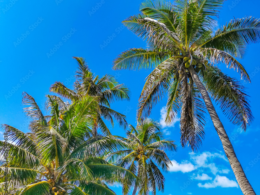 Beautiful tropical natural palm tree forest panorama Contoy island Mexico.