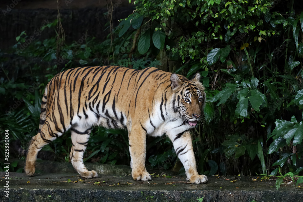 Close up Indochinese tiger is beautiful animal and dangerous in forest