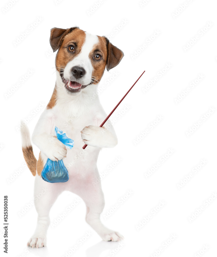 Jack russell terrier puppy holds plastic bag and points away on empty space. Concept cleaning up dog droppings. isolated on white background