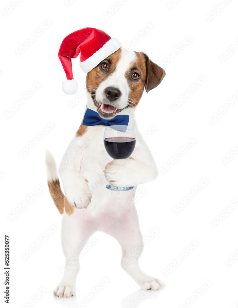 Jack russell terrier puppy wearing santa hat and tie bow holds glass of red wine. isolated on white background