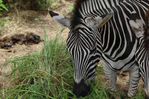 The family burchell zebra is eatting in farm