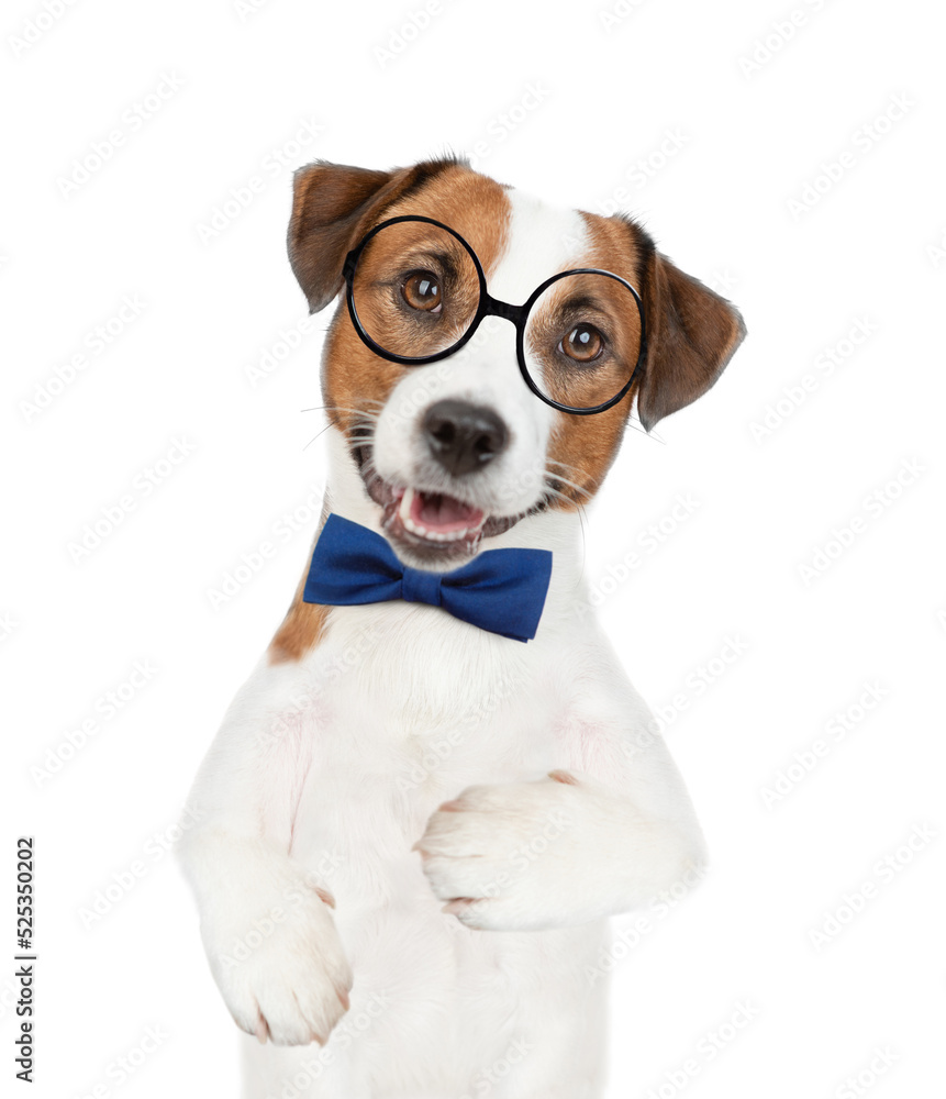 Smart Jack russell terrier puppy wearing  tie bow and eyeglasses looks at camera. isolated on white background