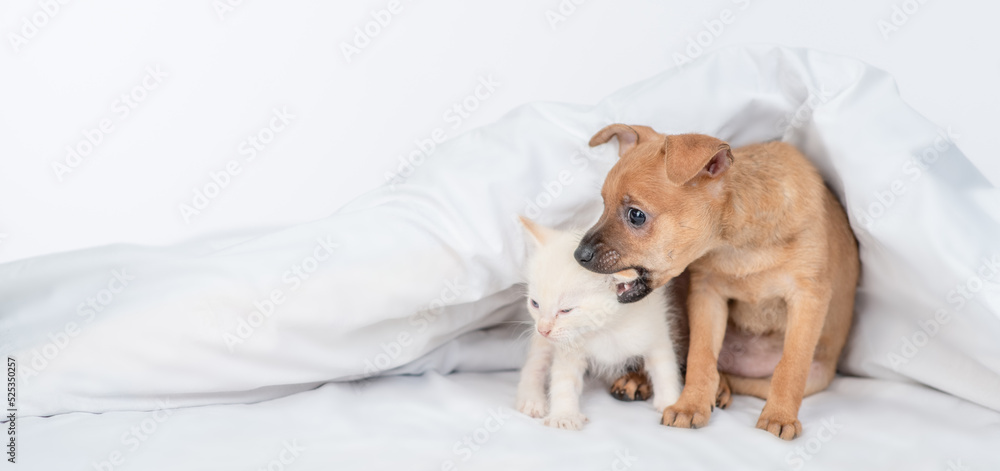 Playful Toy terrier puppy gnaws kittens ear under warm white blanket on the bed at home. Empty space for text Playful Toy terrier puppy gnaws kittens ear under warm white blanket on the bed at home. Empty space for text