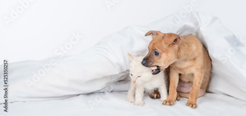 Playful Toy terrier puppy gnaws kittens ear under warm white blanket on the bed at home. Empty space for text