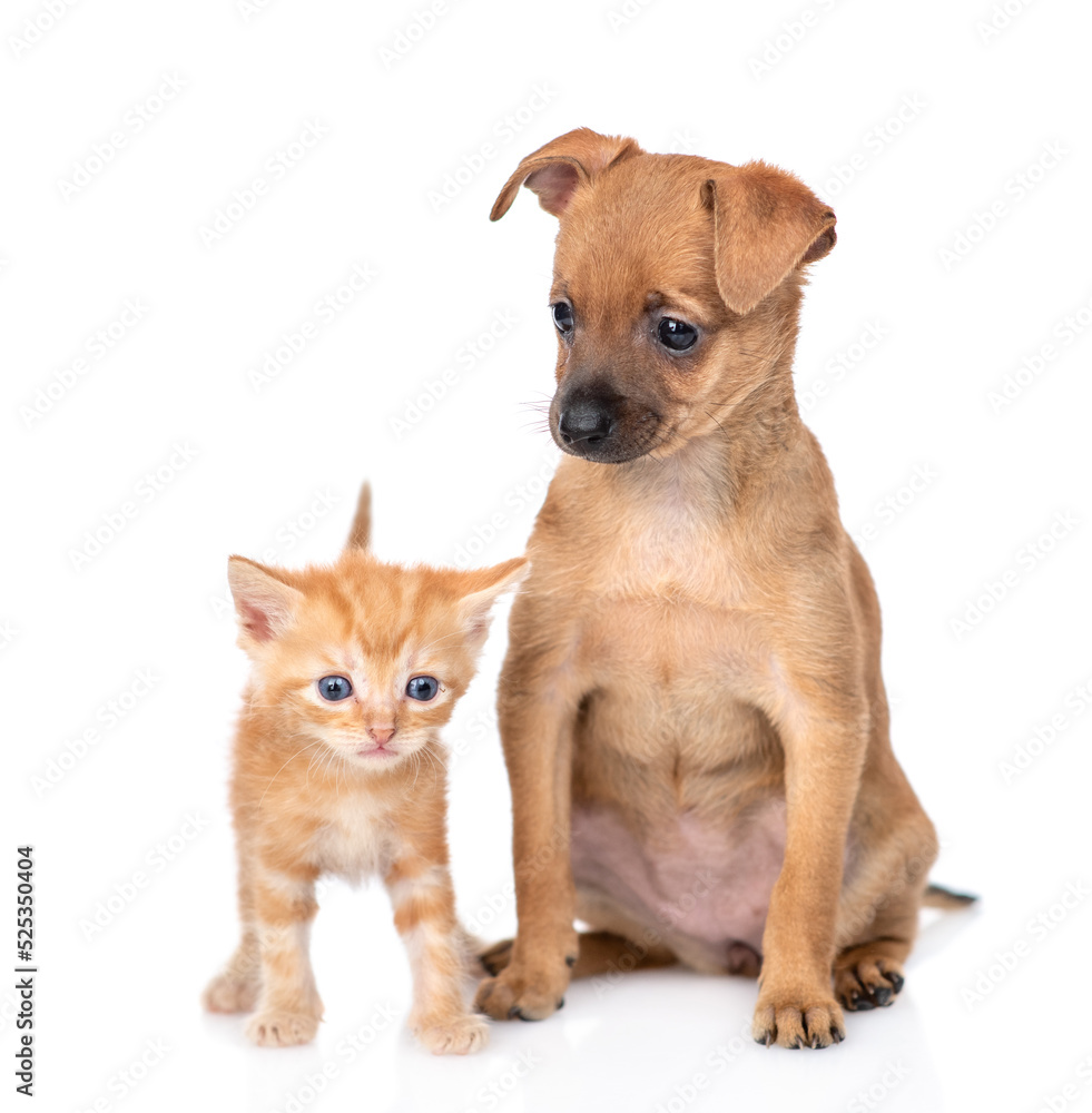 Toy terrier puppy and tiny kitten sit together and look at camera.  isolated on white background