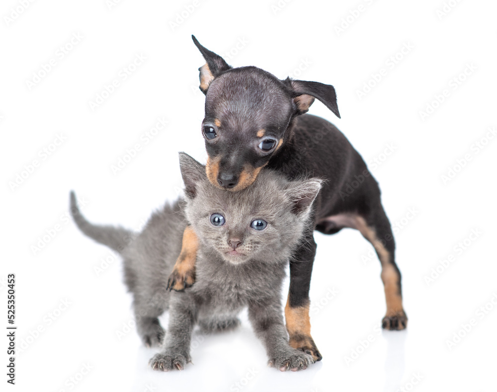 Friendly Toy terrier puppy hugs tiny kitten. Pet stand together in front view and looks at camera.  isolated on white background