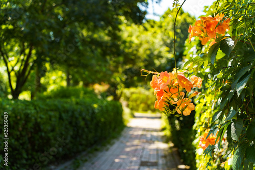 Campsis grandiflora blossom, with large, bright orange, showy trumpet-shaped flowers, close up. photo