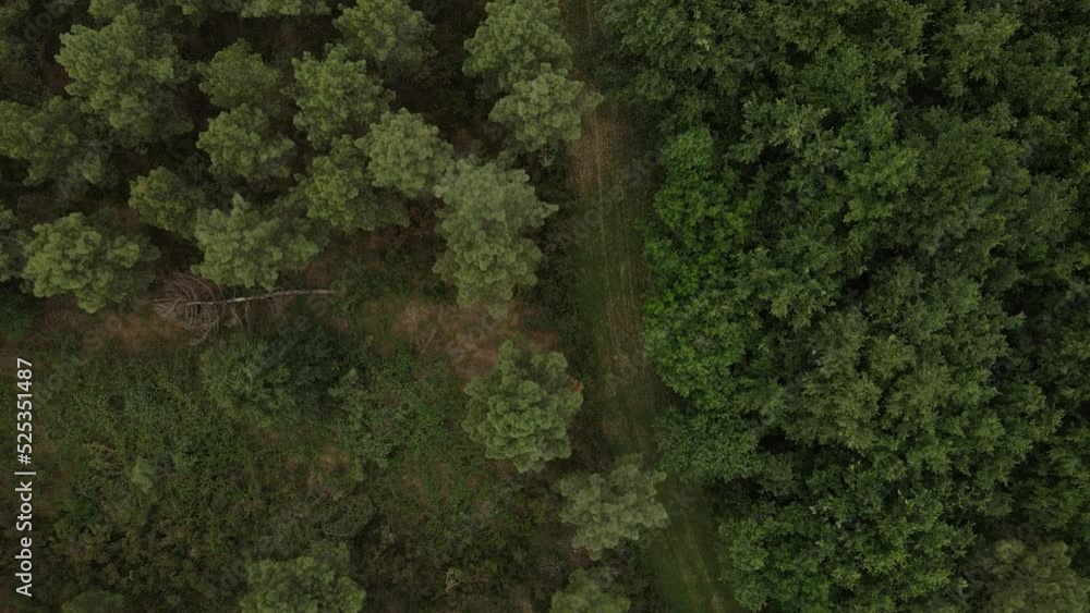 Survol en drone de la route forestière dans la forêt de pin Survol en drone de la route forestière dans la forêt de pin