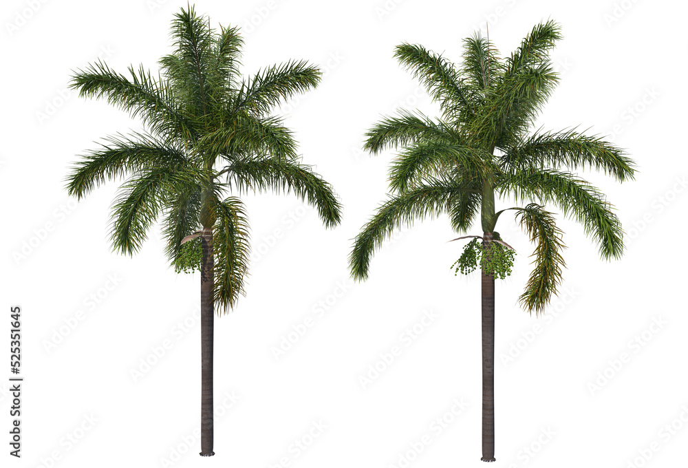 Obraz premium Tropical plants on a transparent background 